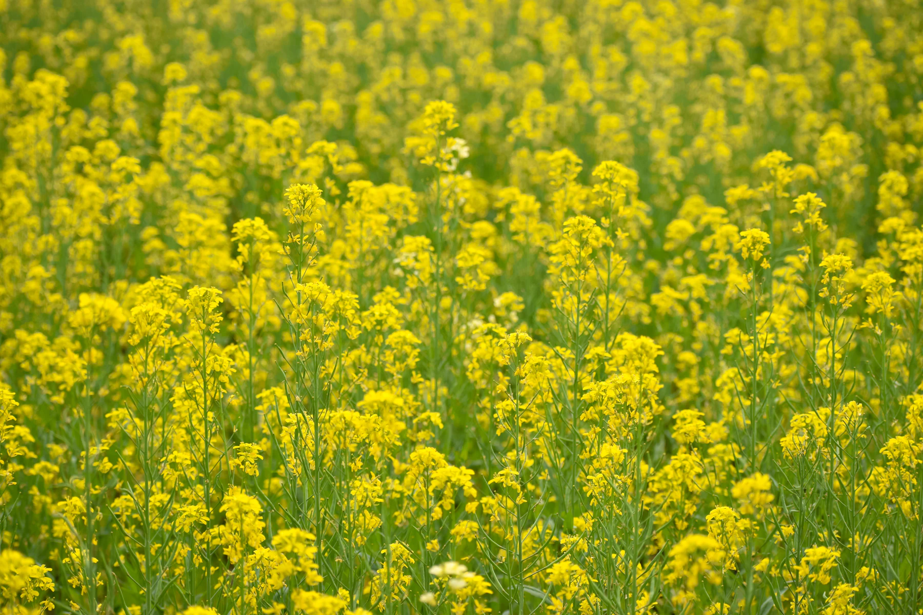 Yellow mustard field in flower