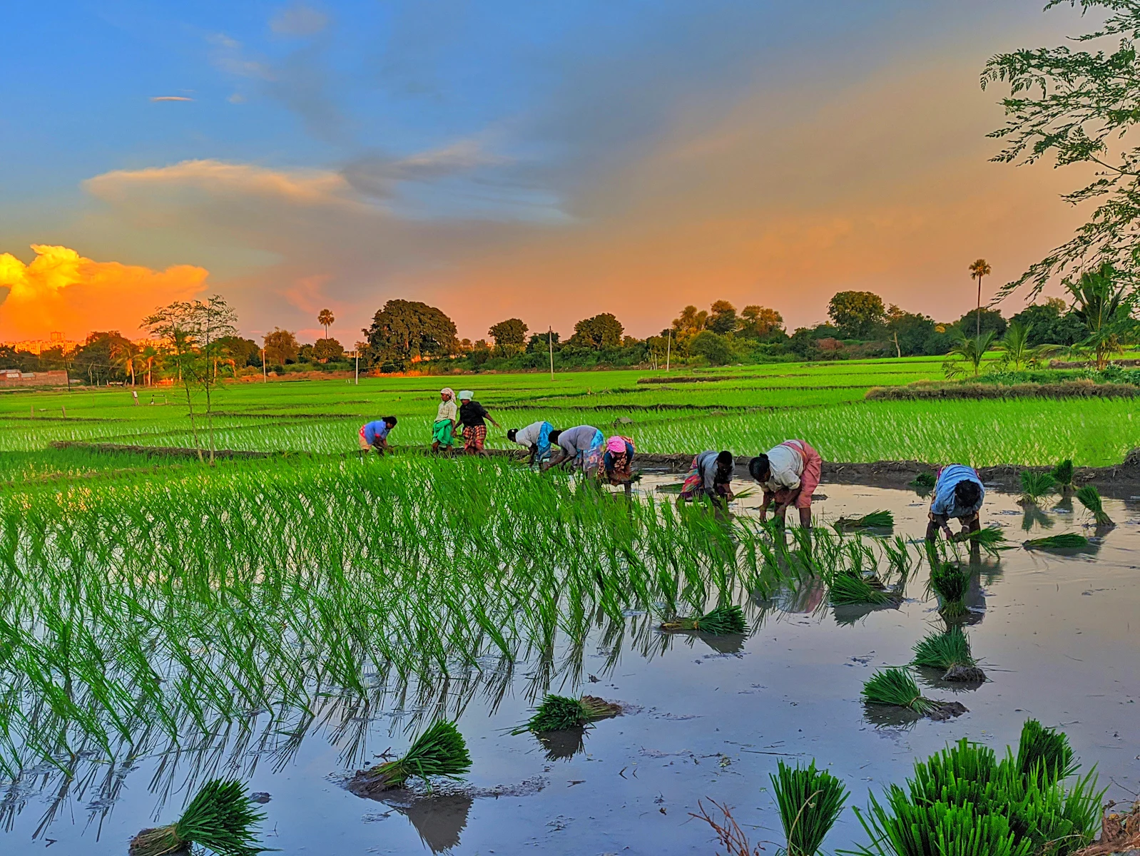 Farmers planting paddy at sunset