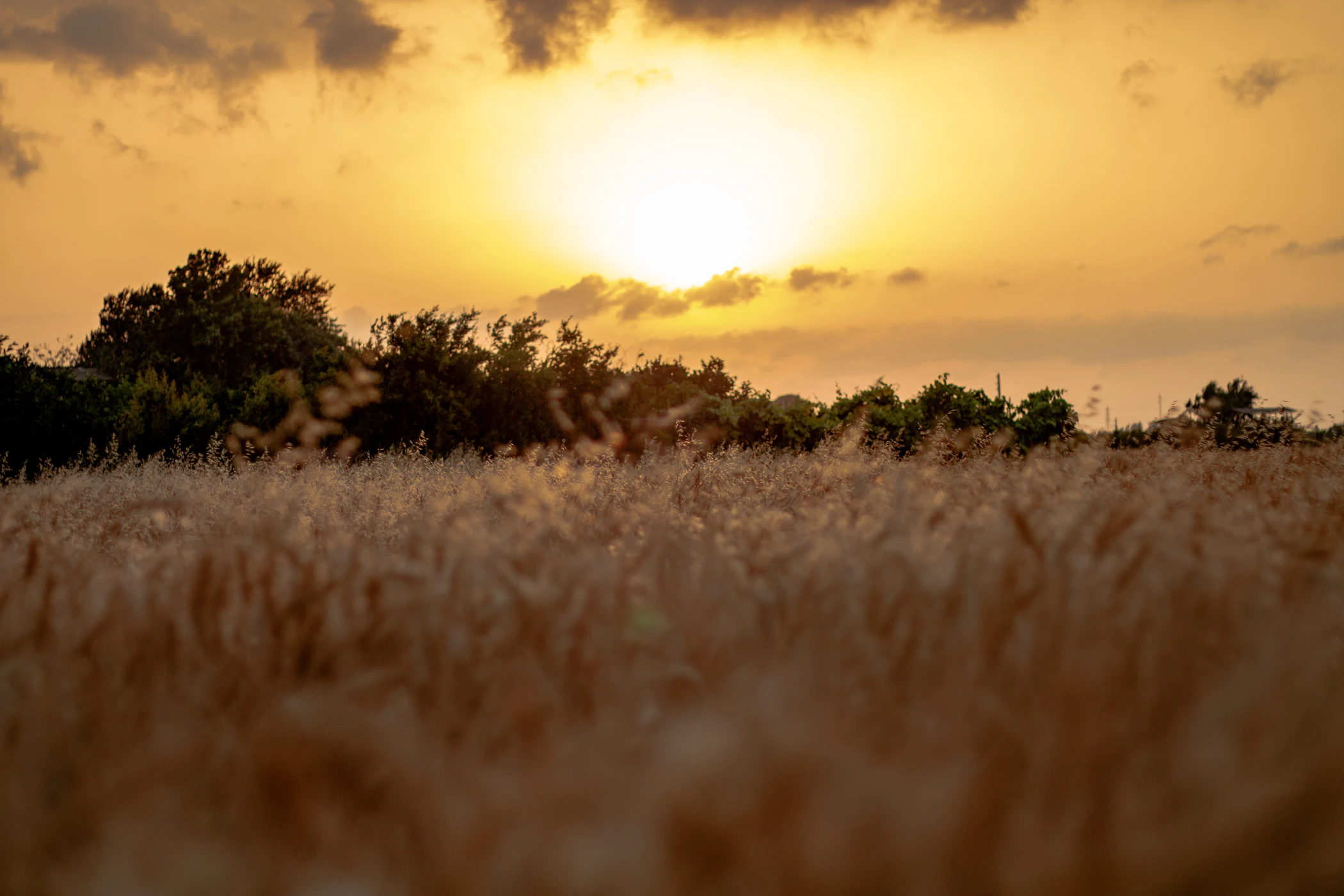 Golden wheat field at sunset